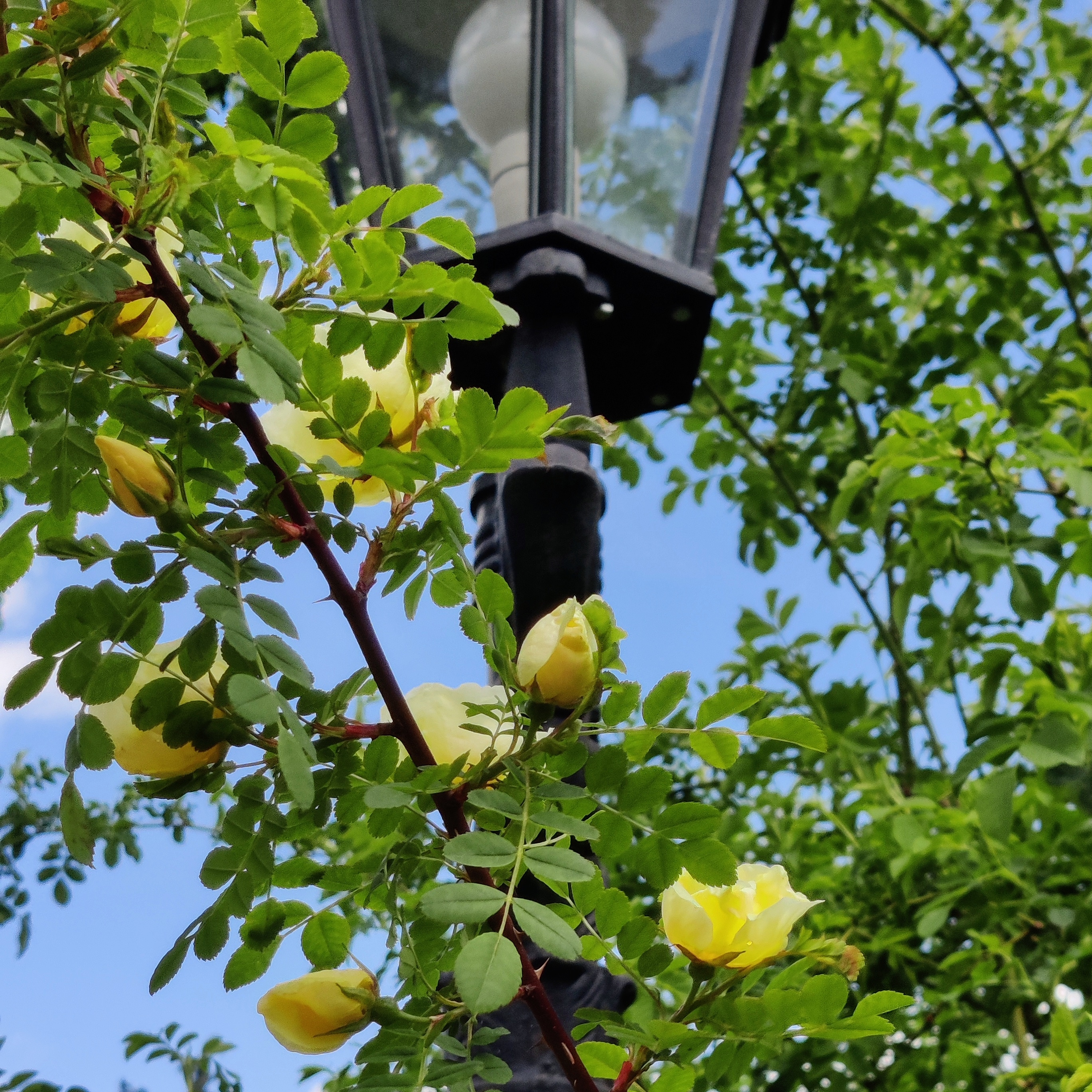 photo looking up at a lantern  behind a yellow budding rose bush with the blue sky in the background