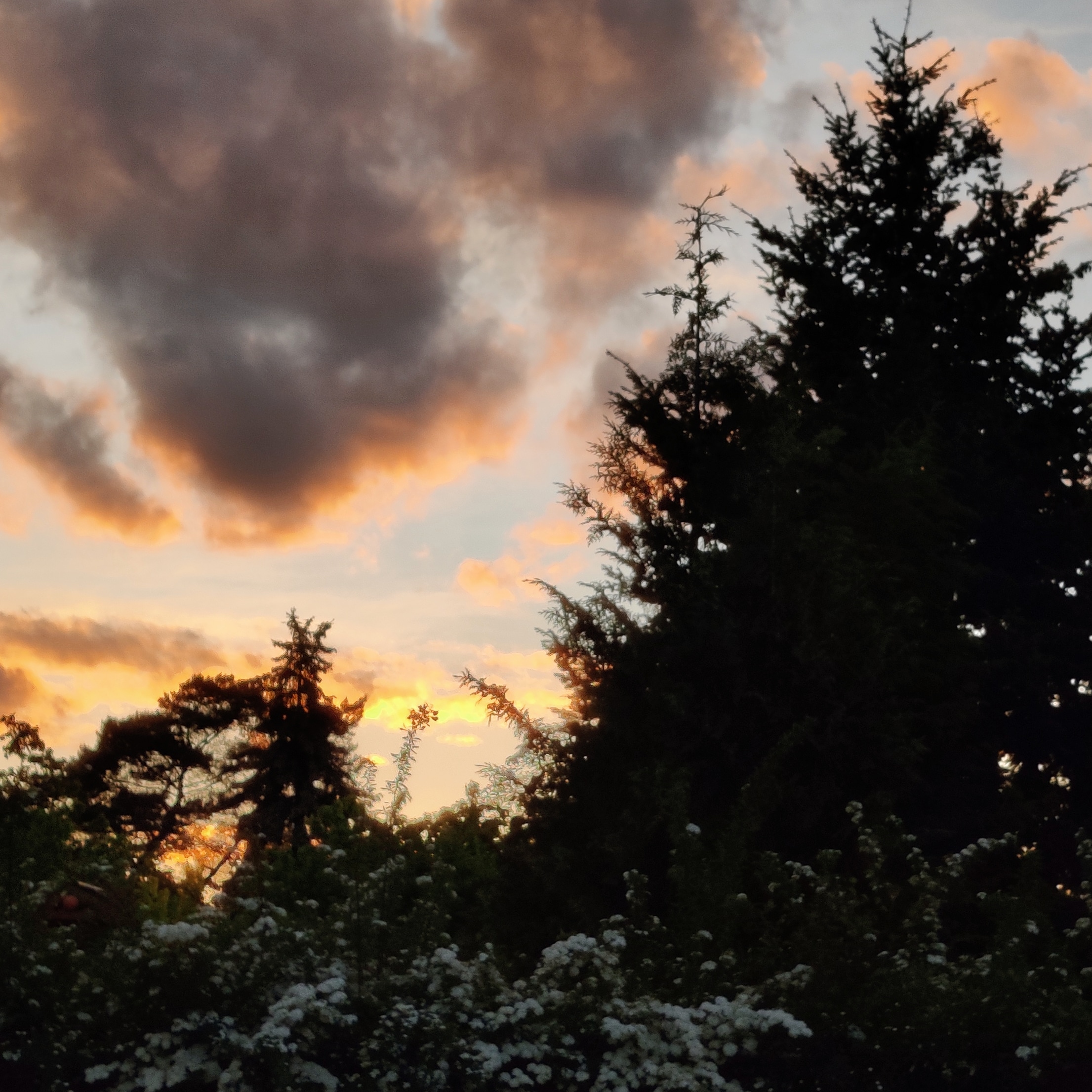 photo of a sunset behind some trees and bushes, the trees covering the right half of the image, the sky is blue, the clouds are being lit from behind by the sun, glowing bright yellow