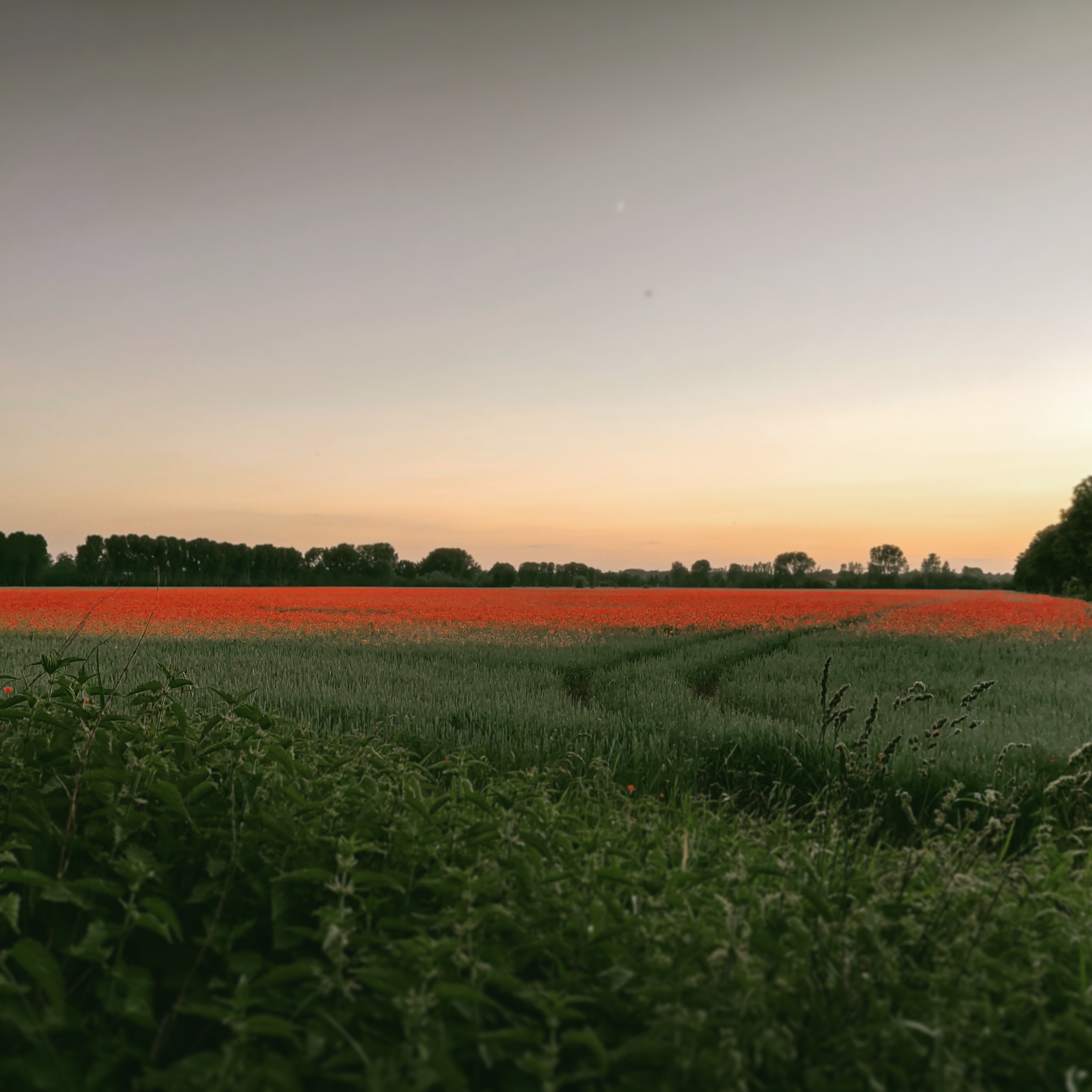 photo of a poppy field behind a line of grass in the foreground. the sky is grey with a tinge of yellow, shortly after sunset