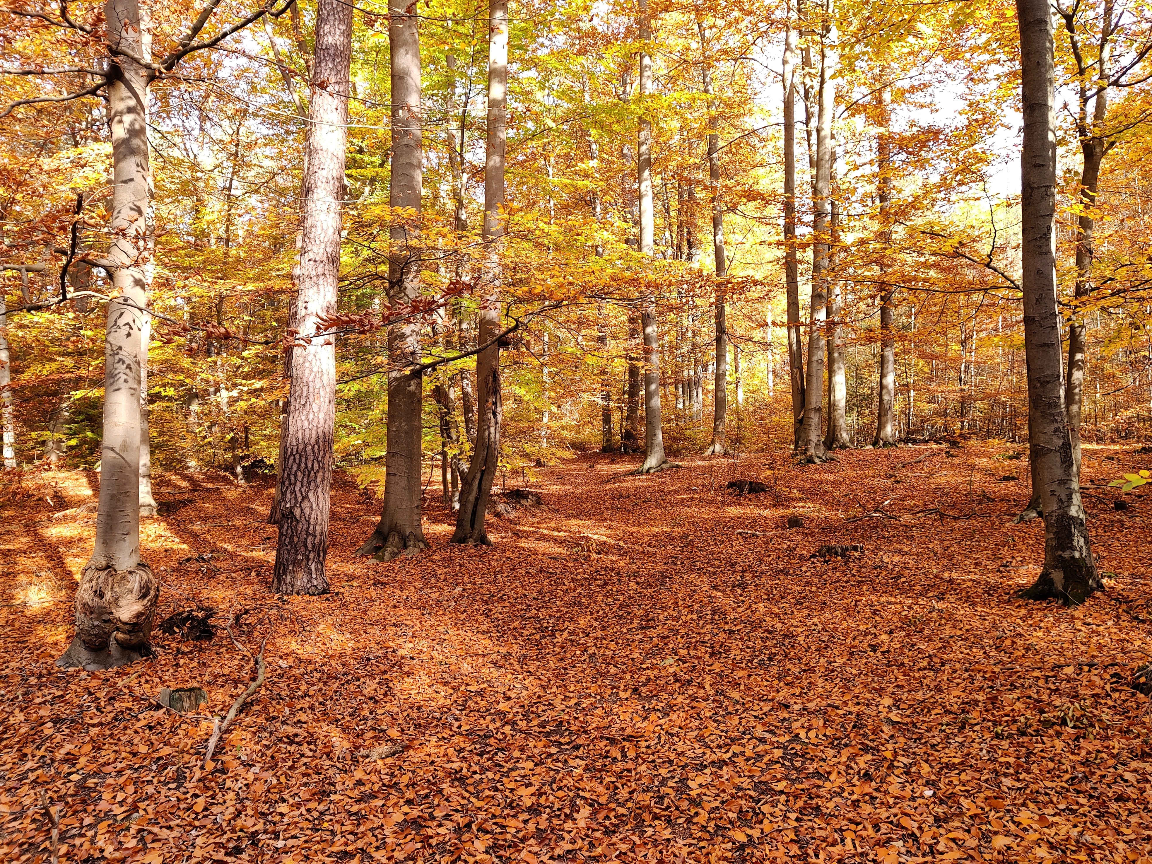 photo of a fall forest in yellow and orange tones, the whole forest floor is covered in brown leaves, the trees have lots of softly glowing yellow leaves