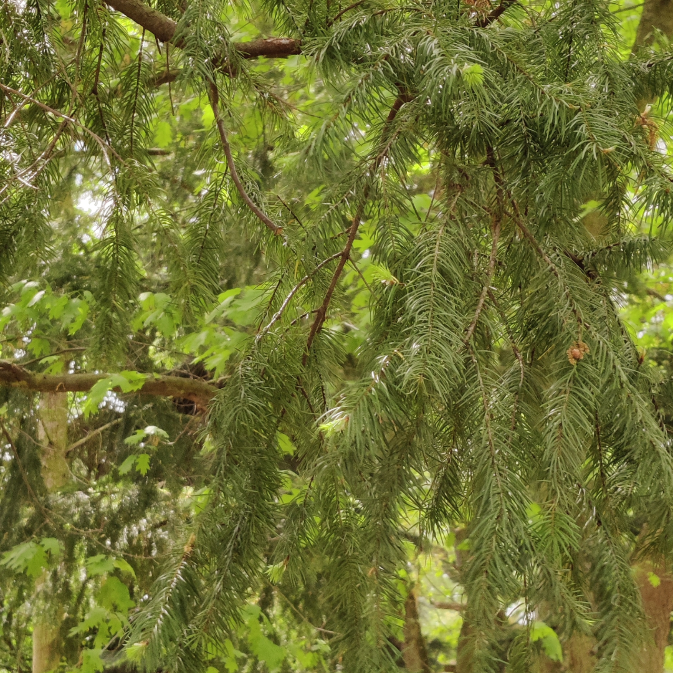 picture of some pine tree branches