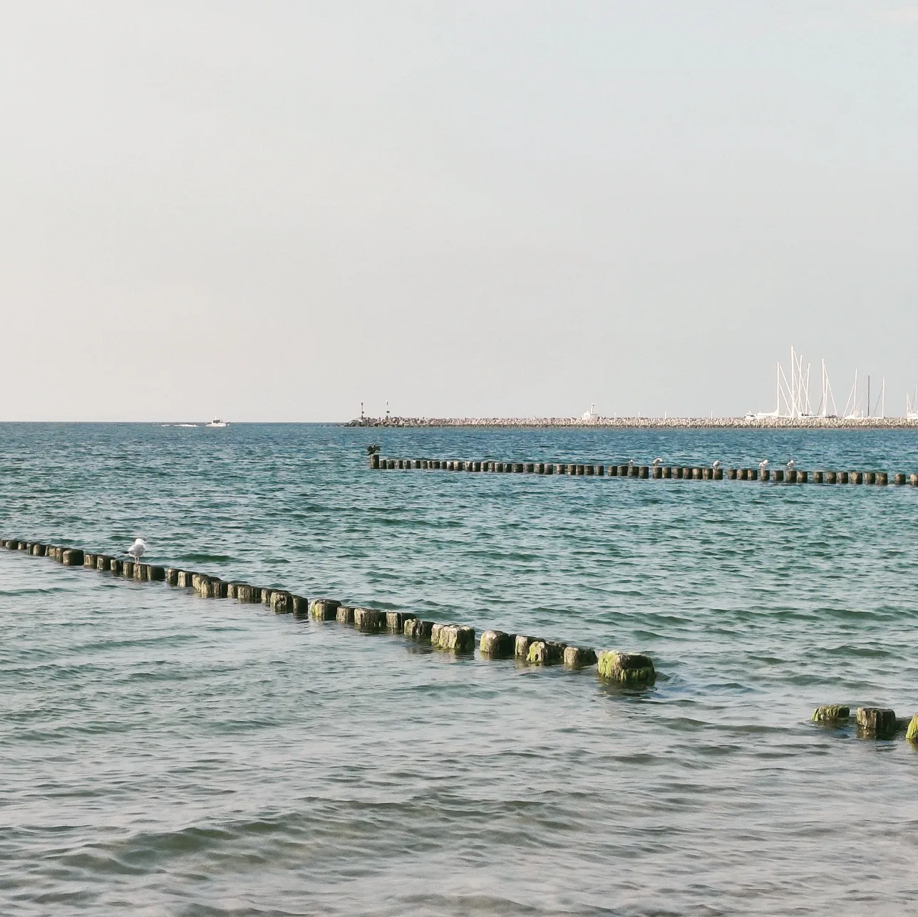 photo of a calm sea with two rows of wooden breakwater posts stretching diagonally into the water, a few seagulls sitting on them. in the distance, a long stone breakwater and a marina with sailboat masts are visible under a pale, mostly clear sky