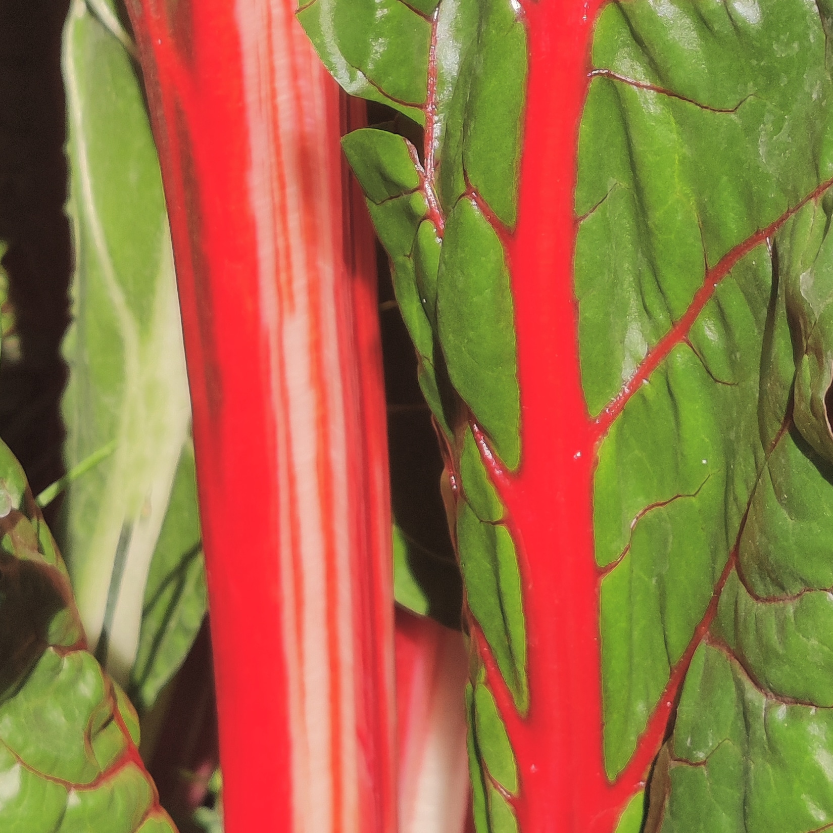 macro shot of some chard leaves, showing the red and white striped leaf stems